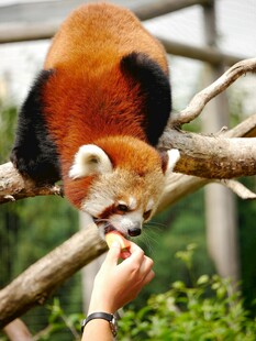 小熊猫惬意进食
