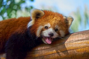 小熊猫惬意趴木憨态可掬