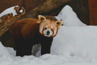 雪地中的棕色大熊猫
