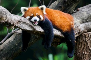 小熊猫惬意挂在树枝上