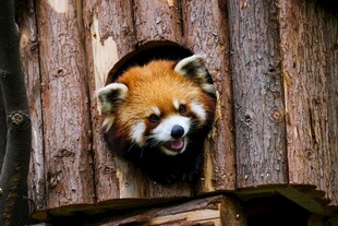 小熊猫从树洞探头张望