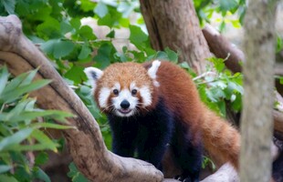 小熊猫栖息于繁茂树枝间