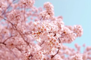 枝头烂漫樱花绽放