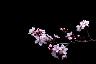 黑背景下绽放的粉嫩樱花