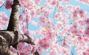 烂漫樱花枝头绽放