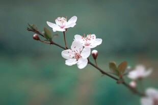 枝头绽放的粉嫩梅花