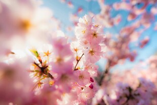 烂漫樱花绽放枝头