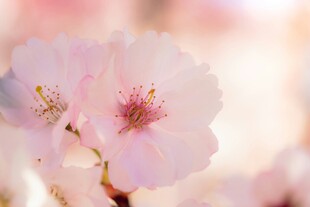 粉嫩桃花绽放