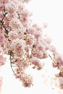 烂漫樱花枝头绽放