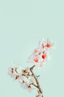 枝头绽放的粉嫩樱花