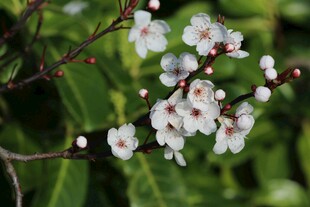枝头绽放的梅花