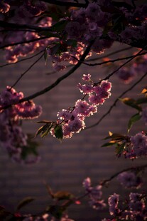 夜幕下的娇艳桃花