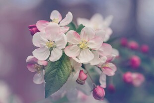 娇艳苹果花绽放
