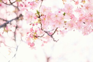 烂漫樱花枝头绽放