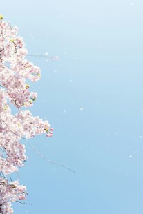 枝头樱花映蓝天