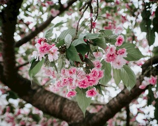 枝头绽放的樱花