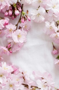 浪漫粉色樱花花卉特写