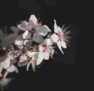 枝头绽放的梅花