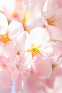 粉嫩樱花绽放