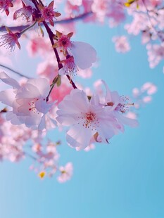 蓝天映衬下的粉嫩樱花