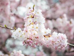烂漫樱花绽放枝头