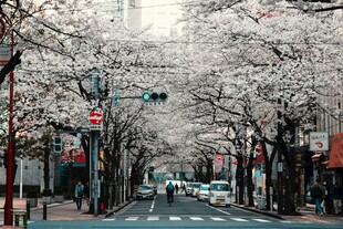 街道樱花盛开的美丽景象