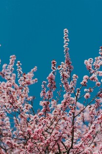 枝头绽放的粉嫩樱花