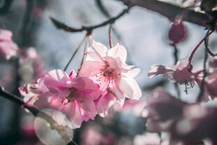 枝头绽放的娇艳桃花