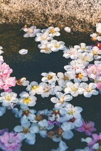水面漂浮的桃花