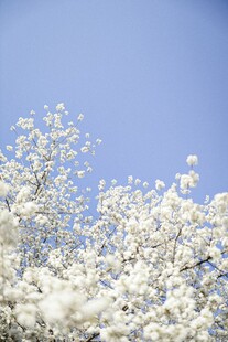 蓝天映衬下的洁白梨花