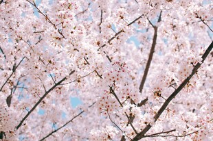 烂漫樱花枝头绽放