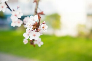 枝头绽放的桃花