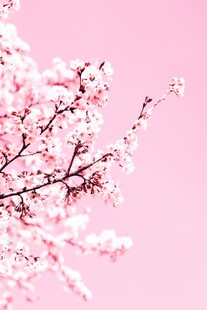 粉色背景下的烂漫樱花