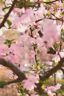 春日烂漫樱花枝头绽放