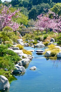 春日溪边烂漫樱花景致