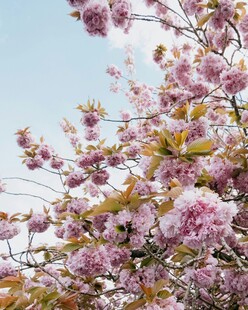 烂漫樱花枝头绽放