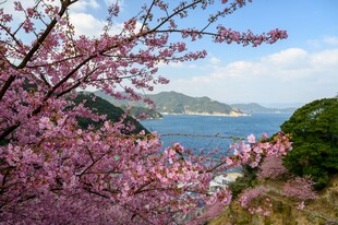 春日樱花与山海美景