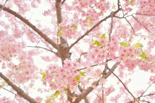 烂漫樱花枝头绽放