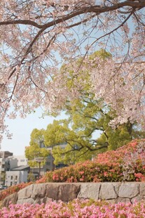 春日烂漫樱花景观