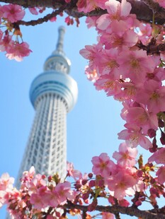 樱花簇拥下的东京塔