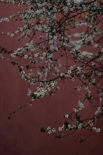 红墙落英缤纷的桃花