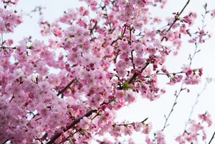 烂漫樱花枝头绽放