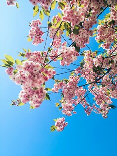 蓝天映衬下的烂漫樱花