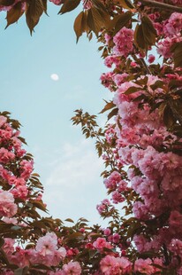 烂漫樱花映蓝天