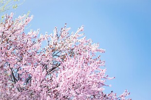 春日烂漫樱花枝头绽放