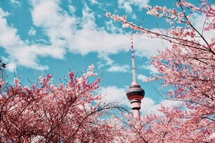 樱花映衬下的高塔美景