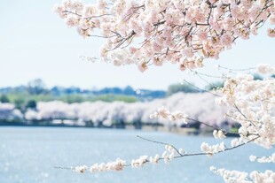 湖畔烂漫樱花绽放