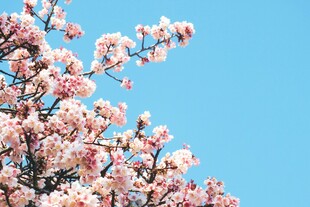 蓝天映衬下的烂漫樱花