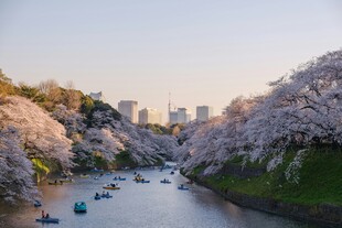 河畔烂漫樱花与游船美景