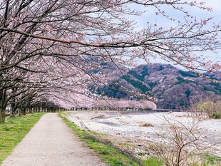 春日樱花小径河畔美景
